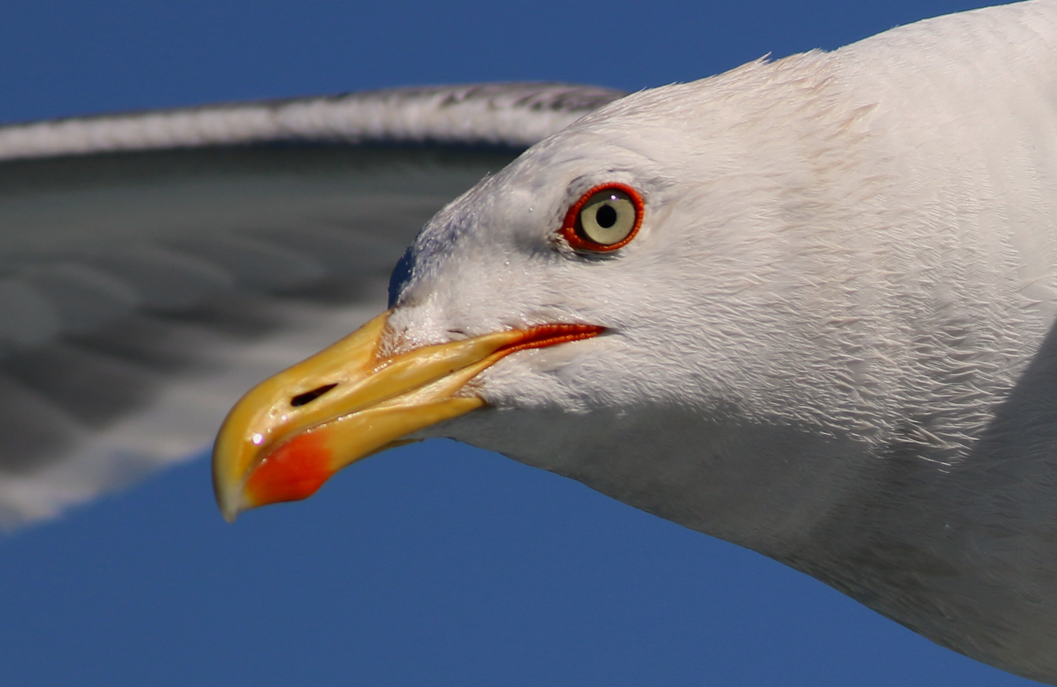 Yellow-legged Gull